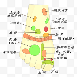 足疗足部穴位图
