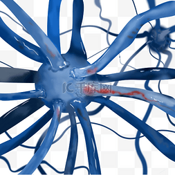 细胞核结构图片_医学蓝色神经元