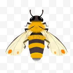 黄色小翅膀图片_昆虫黄色小蜜蜂