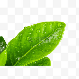 绿色水滴树叶图片_谷雨节气雨滴