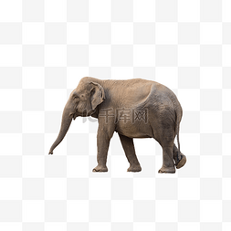 大象怕老鼠图片_亚洲大象摄影