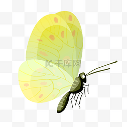 黄色小蝴蝶卡通插画