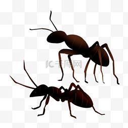 蚂蚁图片_两只爬行的蚂蚁