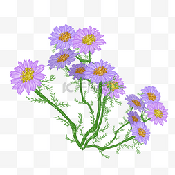 紫色洋甘菊植物