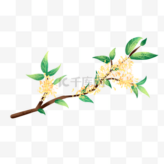 桂花树枝图片_桂花树枝素材-桂花树枝图片大全-千库网