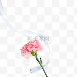玫瑰免抠图图片_红色的新鲜花朵免抠图