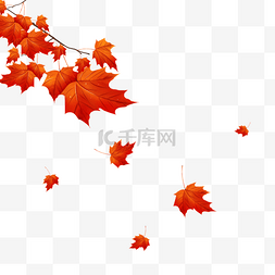 秋天飘落的枫叶图片_浪漫飘落飞舞的枫叶