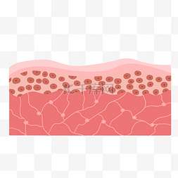 皮肤外用图片_人体皮肤组织