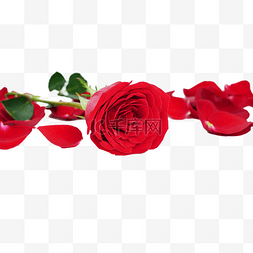 一束鲜花红玫瑰