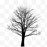 老树树木枯树枝