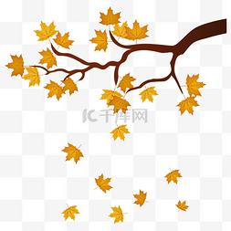 秋天的黄色树叶图片_黄色的枫叶