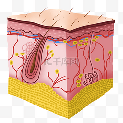 皮肤组织图片_皮肤组织结构