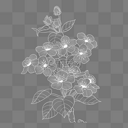 树叶花草图片_白线绘制花卉元素