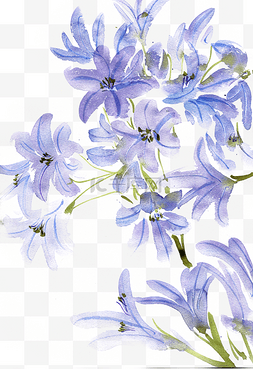 紫罗兰花卉图片_水墨美丽的紫罗兰