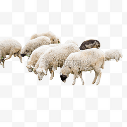 绵羊图片_哺乳动物羊群