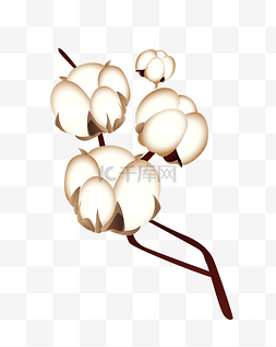 棉花植物花图片_白色的棉花