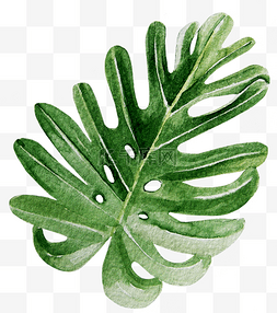 热带植物叶子手绘图片_绿色手绘树叶植物
