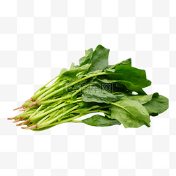 蔬菜菠菜