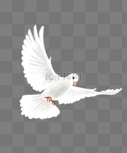 手绘鸽子素材图片_白色鸽子和平鸽