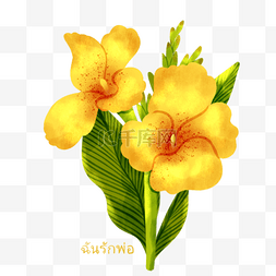 泰国父亲节手绘黄色美人蕉元素