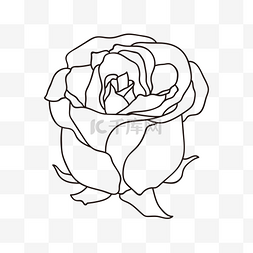 黑色线描玫瑰花