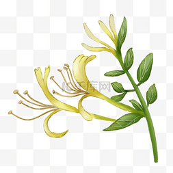 黄色花卉金银花