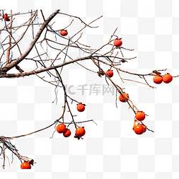 水果冬季图片_秋季柿子树柿子果实