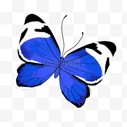 展翅飞翔的图片_展翅飞翔的蓝色蝴蝶