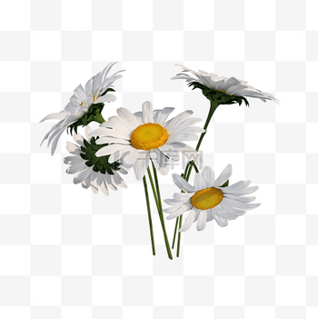 菊花图图片-菊花图素材-菊花图模板图片下载-千库网 