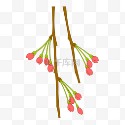 垂枝樱花花苞免抠图