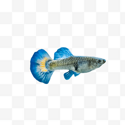 热带鱼动物