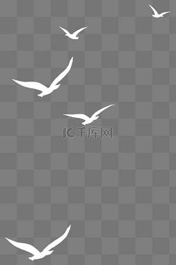 海鸟海鸥图片_白色海鸥