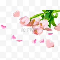 郁金香植物花朵