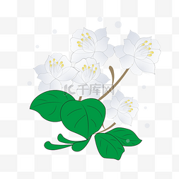 白色的花枝