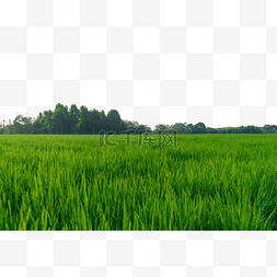 绿色植物稻田