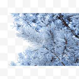 冬季美景落满小雪的松树枝