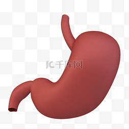 人体仿真器官之胃部