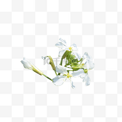白色的百合花图片_白色的百合花白色香水