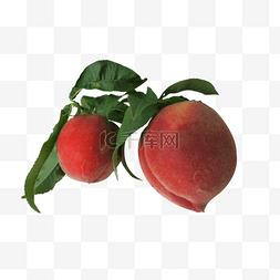 桃叶桃子图片_桃树树枝上的红色桃子
