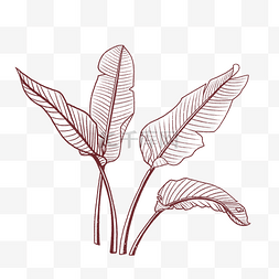 线描植物叶子图片_线描芭蕉叶叶子