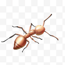 蚂蚁图片_昆虫甲虫蚂蚁