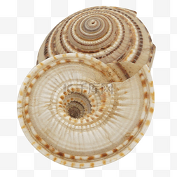 两个蜗牛外壳