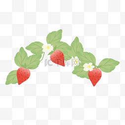 新鲜草莓采摘图片_新鲜大草莓