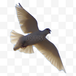 飞翔小鸟剪影图片_飞翔的和平鸽鸟儿