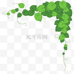 绿植爬山虎