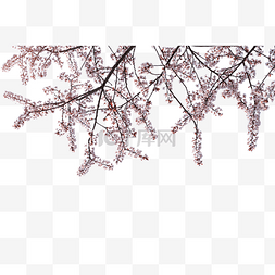 花朵植物李子树