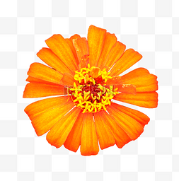 橙色太阳花图片_花朵鲜花免扣