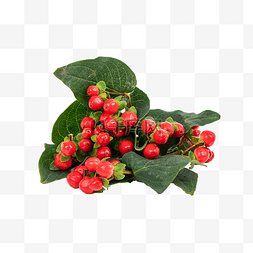 红色珊瑚素材图片_感恩节茱萸珊瑚红豆