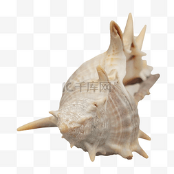 海螺壳图片_两只海螺螺壳
