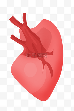 肝脏内脏器官插画